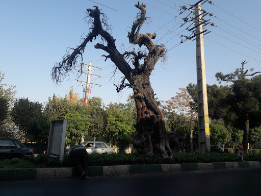 سرو