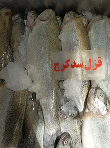 مرغ و ماهی روز 3