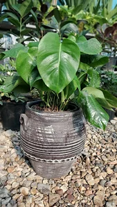 گلخانه گلایسین