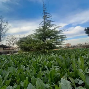پارک رودکی