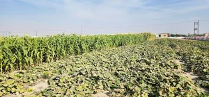 مزرعة الراعي Al-Raaei Farm