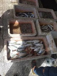 شارک دوهمی مارکت 4
