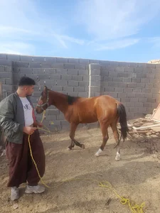 دامداری علی اصغر عرب