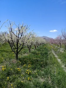 دامداری رحیم زاده