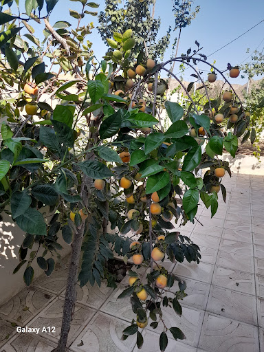 باغ و زمین مسکونی فرهنگ فروتن