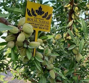 نهالستان حکیم رخشانی.