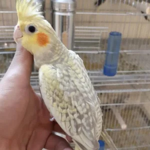پرنده‌سرای مرواريد