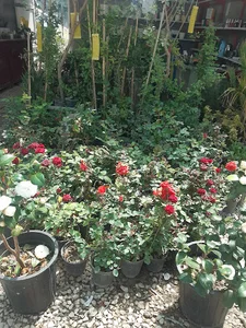فروشگاه گل وگیاه بهاران