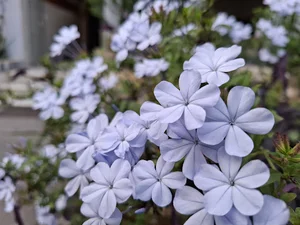 کارخانه چای سهره