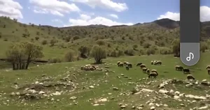 فریادرس
