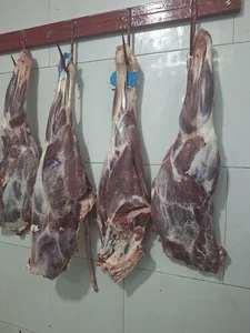 گوشت جلایر