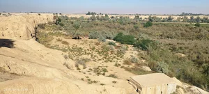 بیشه