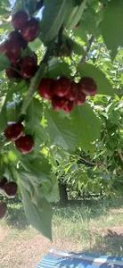 باغ عوض سلیم زاده