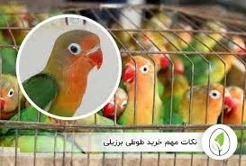 مهمترین نکات خرید طوطی برزیلی - نکات خطرناکی که نمیدونی !