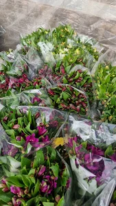 گلسرای صالح پاینده