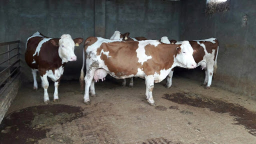 گاوداری سنتی برادران تاجیک خاوه