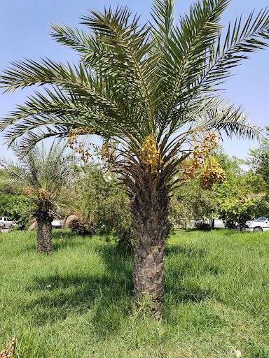شهرداری اهواز
