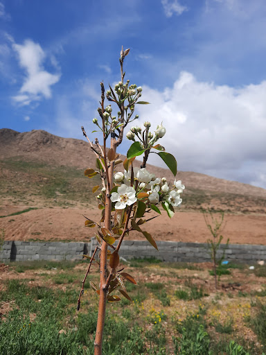 باغ آقا زاده.کاوه نره ای