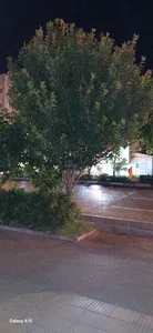 بیمه ما