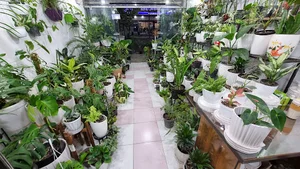 گل و گیاه خانه سبز