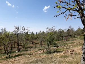 پارک جنگلی
