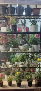 گلسرای لاله 5