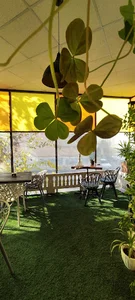برنج و چای میرزایی