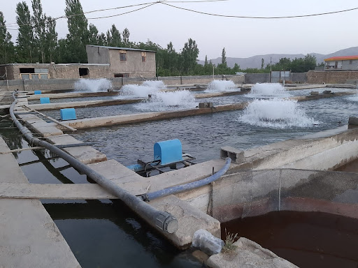 پرورش ماهی شاهوار ( قنات- سینه )