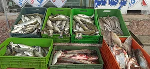 بازار مرغ و گوشت آرش
