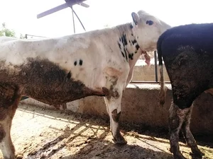 گاوداری فهیمی