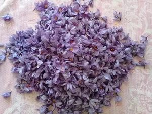 تولیدی زعفران ارگانیک فاضل
