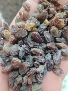 پخش خشکبار عرش 3