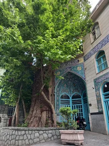 چنار قدیمی بام درکه