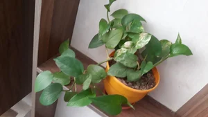 فروش گل و گیاه سبزینه 2