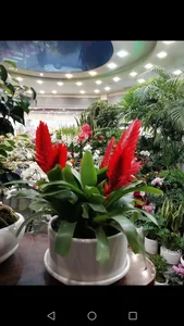 گل فروشی نگین 2