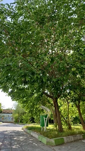 پارک توتستان
