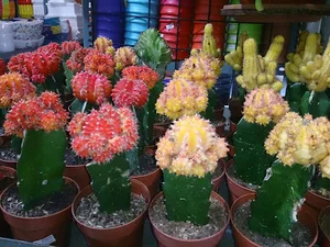 گل و گیاه لیندا