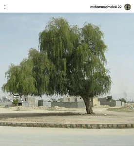 درخت کهور کهنسال چاه طلا