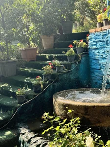 جگرسروباغچه پونه