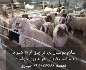 دامداری عالی بگ حیدری