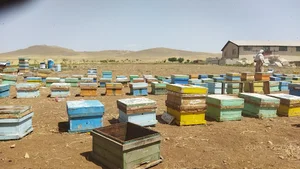 فروشگاه عسل رویال اشترانکوه