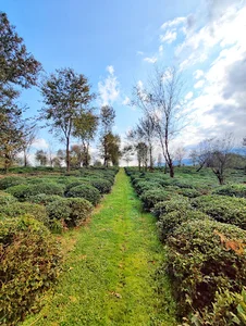 باغ چای