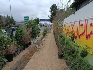 نهالستان دکتر ایزدی