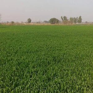 Bank Alfalah Cooperative Housing Society Site Office