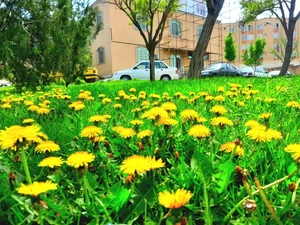 شهرداری منطقه ۷ تبریز 4