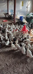 مزرعه اردک طلایی