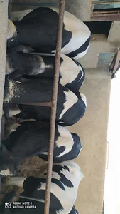 گاوداری روح الله صالحی