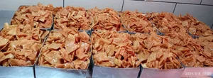 گوشفیل کاغذی فیروزه (آفتاب سابق )