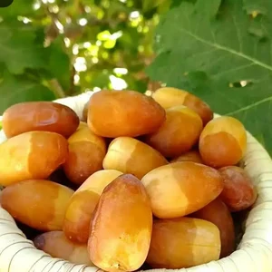 باغ مرحوم بیک محمد