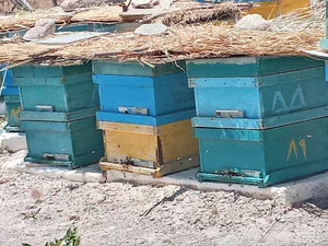 پرورش زنبورعسل کاکائی